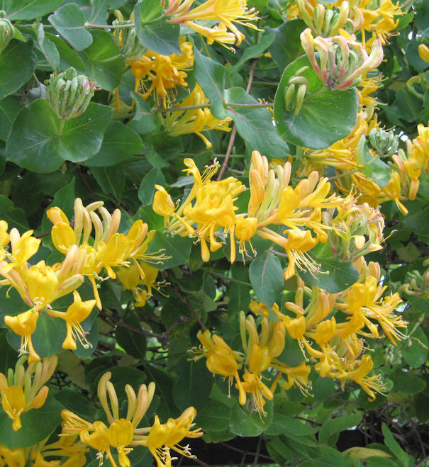  Gold Geißschlinge 40-60cm - Lonicera Tellmanniana