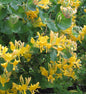  Gold Geißschlinge 80-100cm - Lonicera Tellmanniana