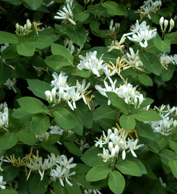  Gemeine Heckenkirsche 125-150cm - Lonicera Xylosteum