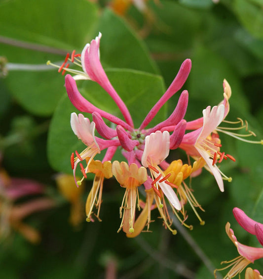  Feuer Geißschlinge 60-80cm - Lonicera Heckrottii