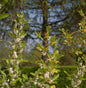  Heckenkirsche 60-80cm - Lonicera Kamtschatica