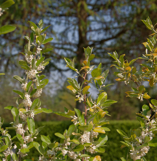  Heckenkirsche 40-60cm - Lonicera Kamtschatica