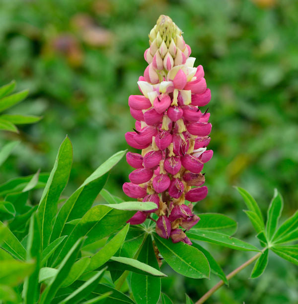  Gartenlupinie Schloßfrau - Lupinus Polyphyllus