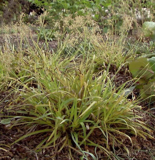  Waldmarbel Wintergold - Luzula Nivea