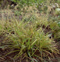  Waldmarbel Wintergold - Luzula Nivea