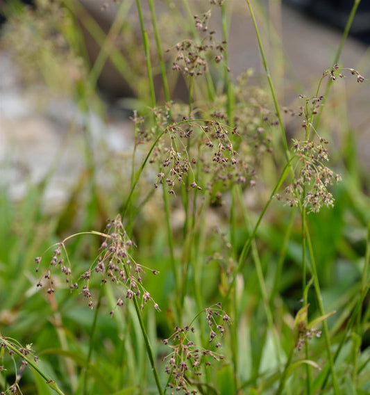  Waldmarbel Tauernpass - Luzula Sylvatica
