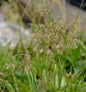  Waldmarbel Tauernpass - Luzula Sylvatica