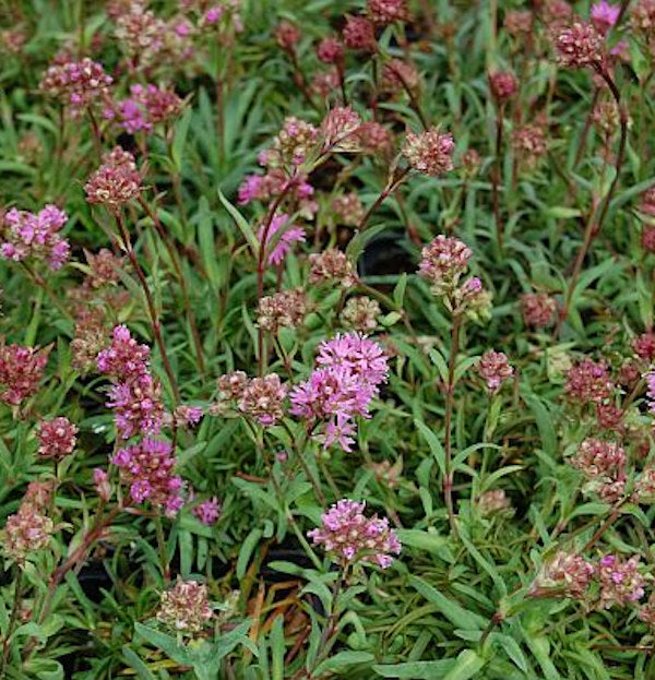  Alpenpechnelke - Lychnis Alpina