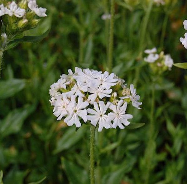  Lichtnelke Alba - Lychnis Chalcedonica