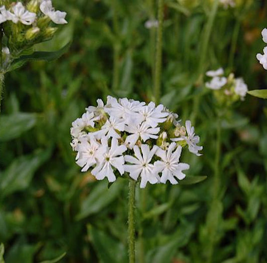  Lichtnelke Alba - Lychnis Chalcedonica