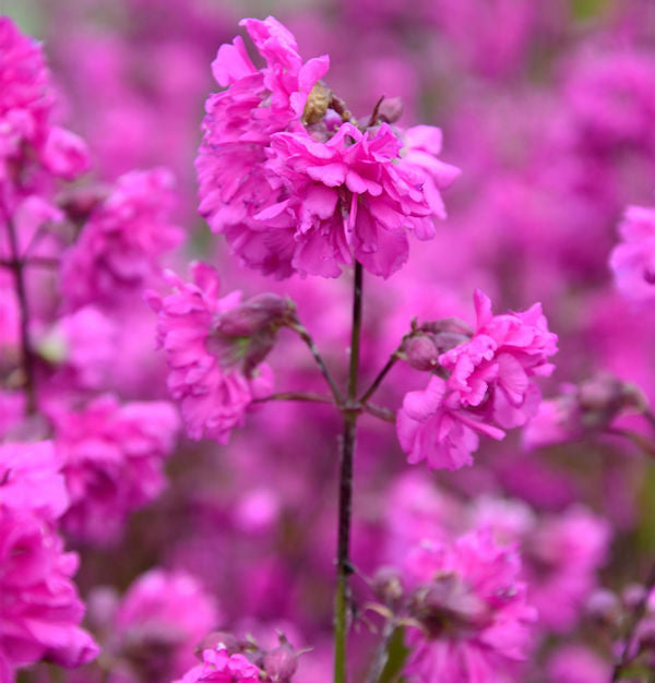  Gefüllte Pechnelke - Lychnis Viscaria