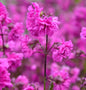  Gefüllte Pechnelke - Lychnis Viscaria