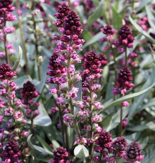  Purpur Felberich - Lysimachia Atropurpurea