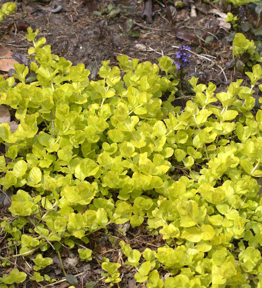 Pfennigkraut Goldilocks - Lysimachia Nummularia