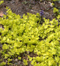  Pfennigkraut Goldilocks - Lysimachia Nummularia