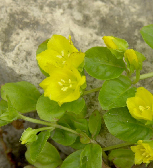  Pfennigkraut - Lysimachia Nummularia