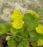  Pfennigkraut - Lysimachia Nummularia