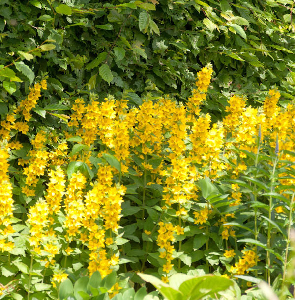  Gefleckter Gold Felberich Alexander - Lysimachia Punctata