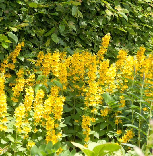  Gefleckter Gold Felberich Alexander - Lysimachia Punctata