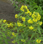  Gilbweiderich - Lysimachia Vulgaris