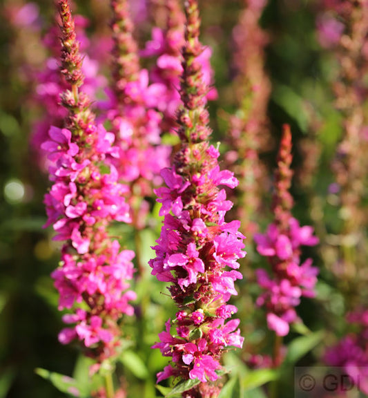  Blutweiderich Robert - Großer Topf - Lythrum Salicaria