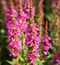  Blutweiderich Robert - Großer Topf - Lythrum Salicaria