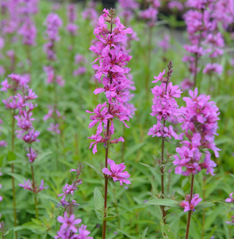  Blutweiderich Rose Gem - Lythrum Salicaria