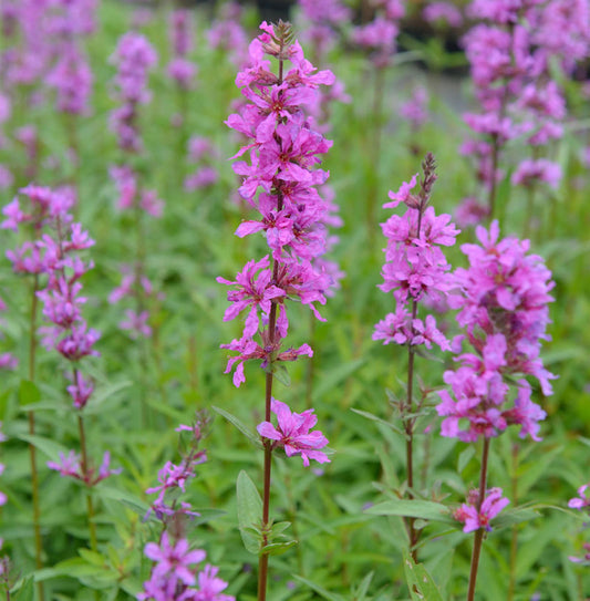  Blutweiderich Rose Gem - Lythrum Salicaria