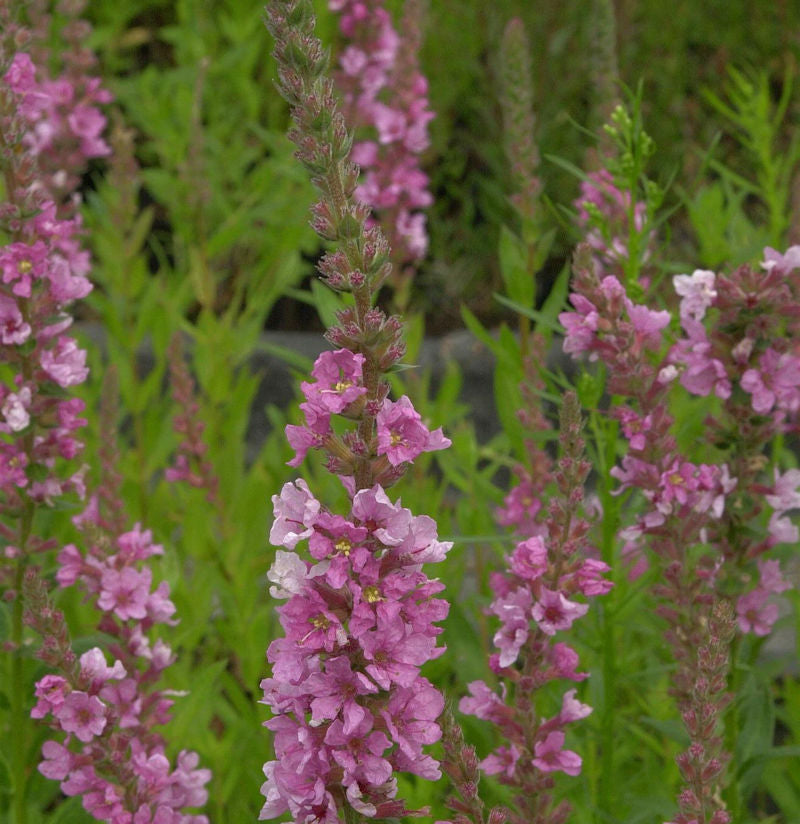  Blutweiderich Blush - Lythrum Salicaria
