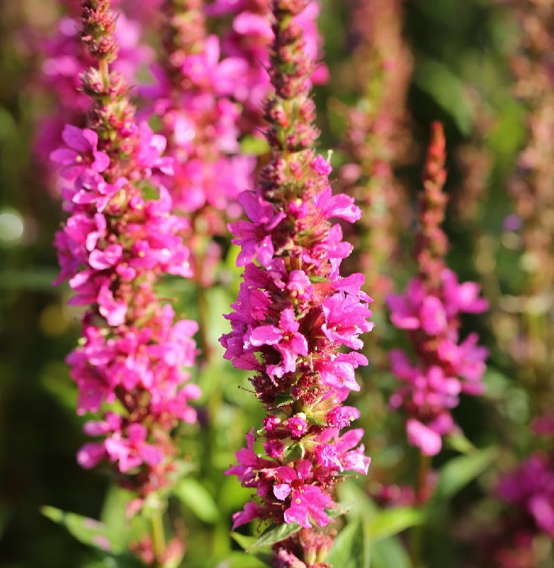  Blutweiderich Robert - Lythrum Salicaria
