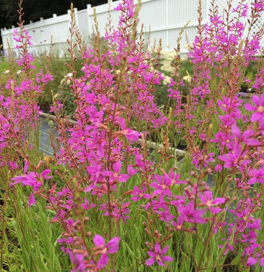  Rutenweiderich Swirl - Lythrum Virgatum