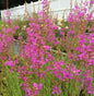  Rutenweiderich Swirl - Lythrum Virgatum
