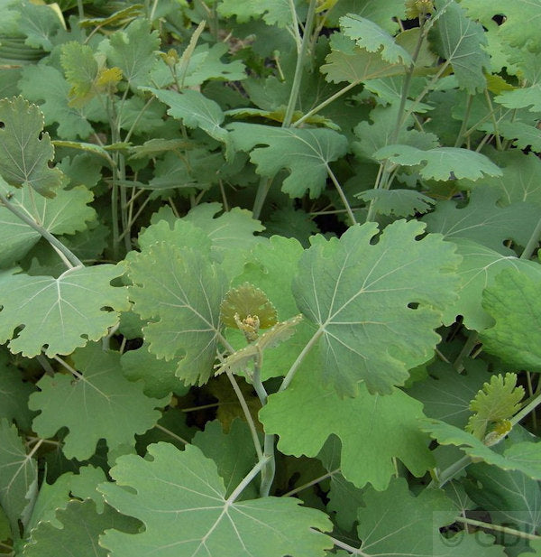  Federmohn - Macleaya Cordata