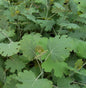  Federmohn - Macleaya Cordata
