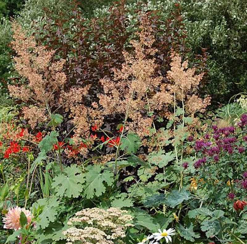  Federmohn Kelway´s Coral Plum - Macleaya Micocarpa