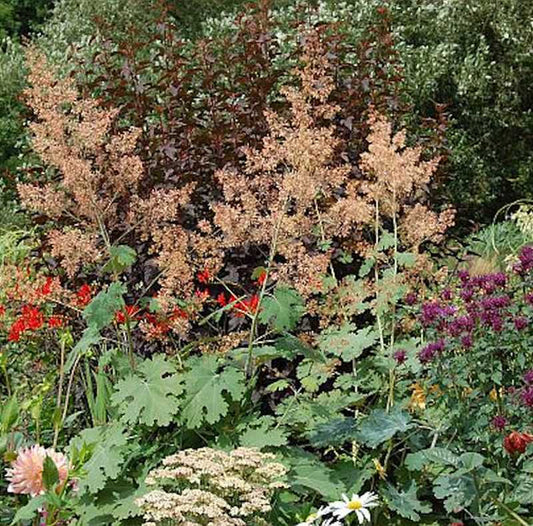  Federmohn Kelway´s Coral Plum - Macleaya Micocarpa