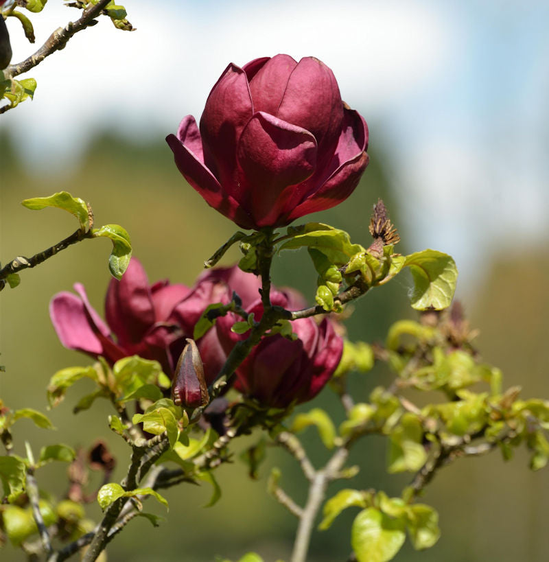  Hochstamm Schwarzrote Tulpenmagnolie 80-100cm - Magnolia