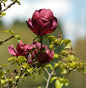 Schwarzrote Tulpenmagnolie 80-100cm - Magnolia