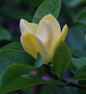  Magnolie Blue Opal 30-40cm - Magnolia Acuminata
