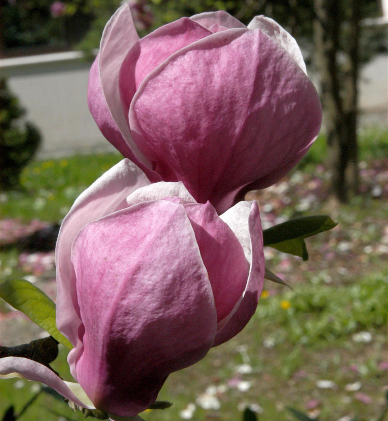  Magnolie Ians Red 80-100cm - Magnolia