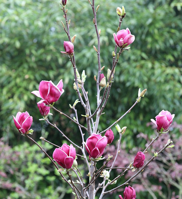 Hochstamm Magnolie March Till Frost 80-100cm - Magnolia