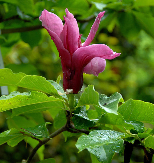  Magnolie Pink Pyramid 100-125cm - Magnolia