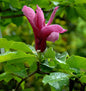  Magnolie Pink Pyramid 100-125cm - Magnolia