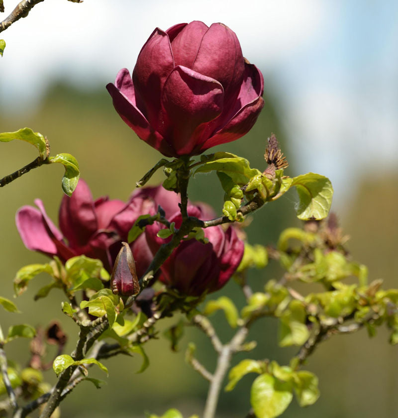  Magnolie Red As Red 30-40cm - Magnolia