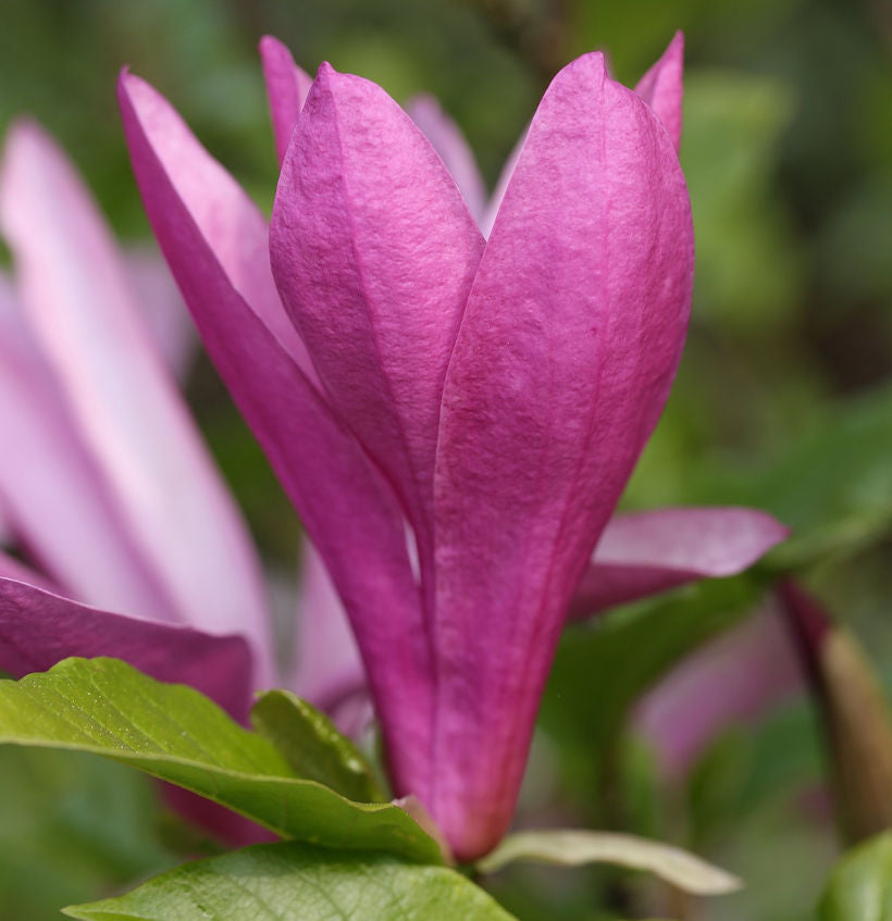  Niedrige Magnolie Susan 40-60cm - Magnolia Liliiflora