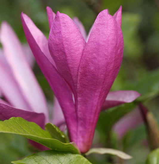  Niedrige Magnolie Susan 40-60cm - Magnolia Liliiflora