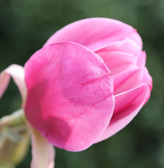  Magnolie Sweet Valentine 30-40cm - Magnolia Soulangiana