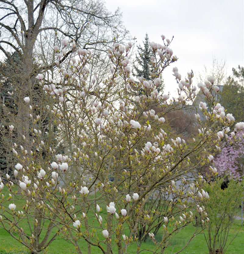  Magnolie Tina Durio 100-125cm - Magnolia