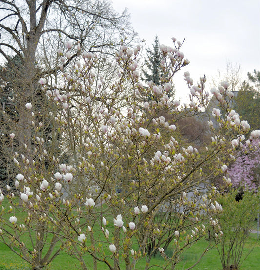  Magnolie Tina Durio 100-125cm - Magnolia
