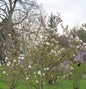  Magnolie Tina Durio 100-125cm - Magnolia